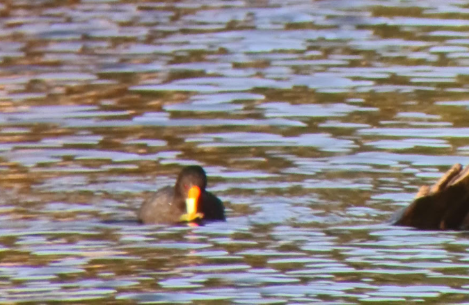 White-winged Coot - ML337156571