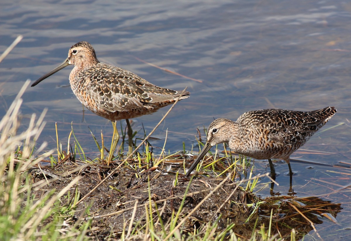 Long-billed Dowitcher - Sue Elwell