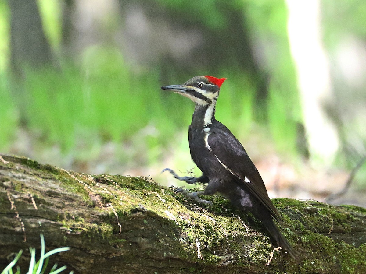 Pileated Woodpecker - ML337159751