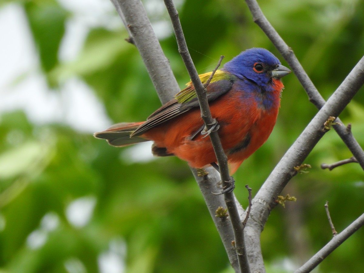 Painted Bunting - ML337160891