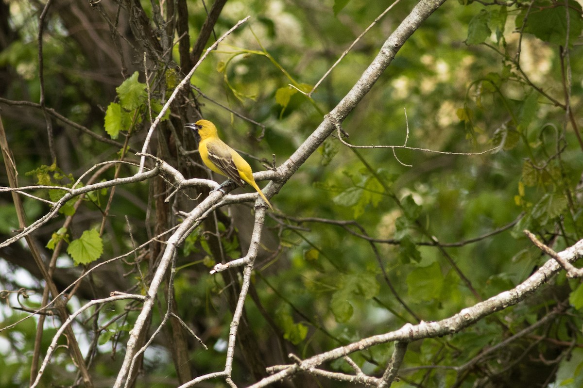 Orchard Oriole - ML337161481