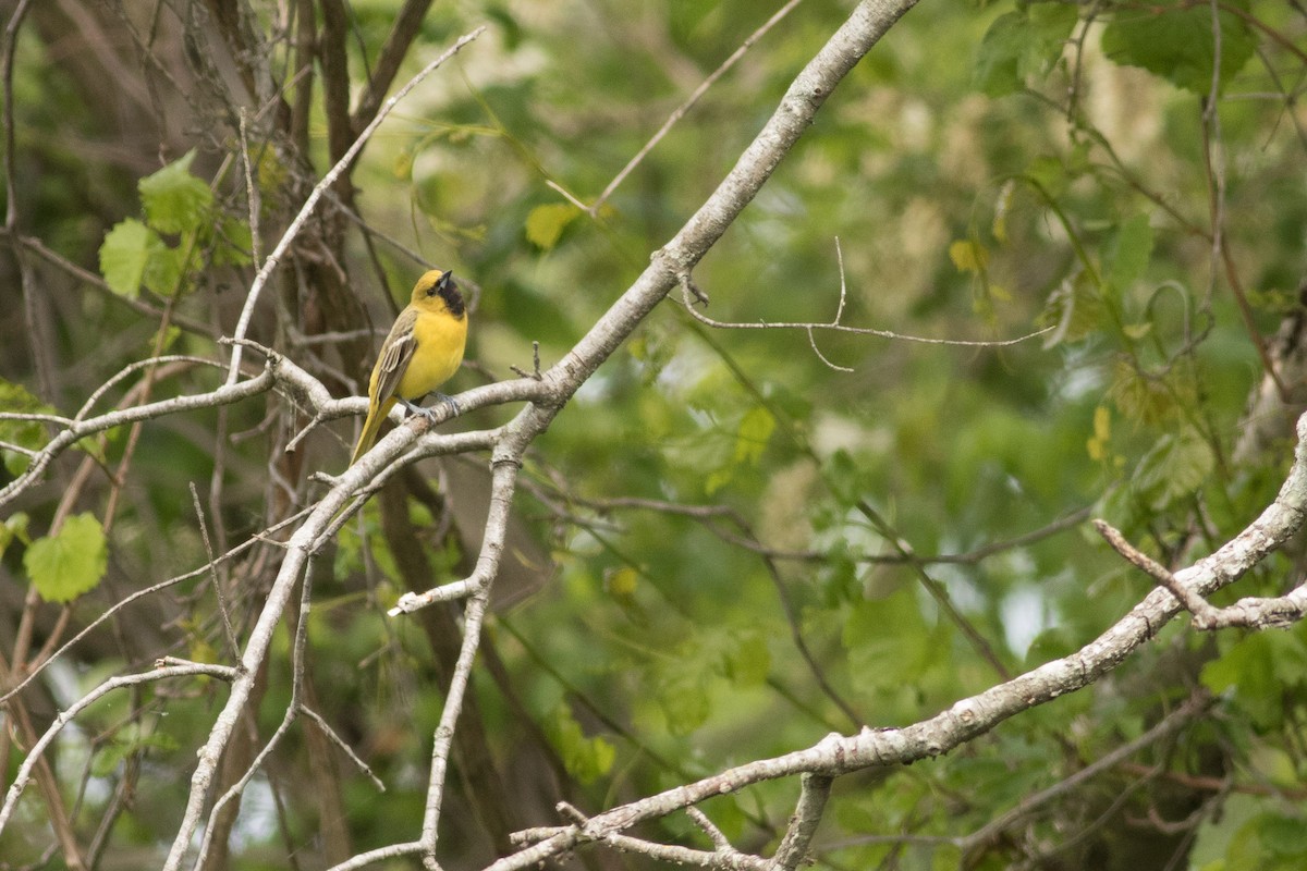 Orchard Oriole - ML337161881