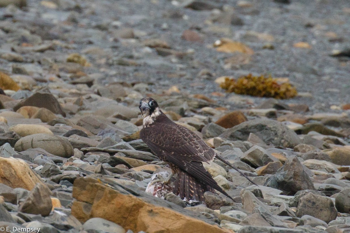 Peregrine Falcon (North American) - Ethel Dempsey
