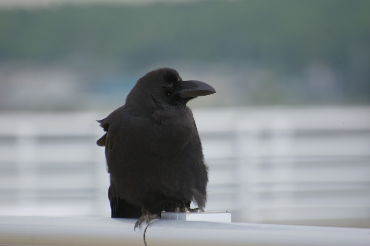 Large-billed Crow - ML337165241