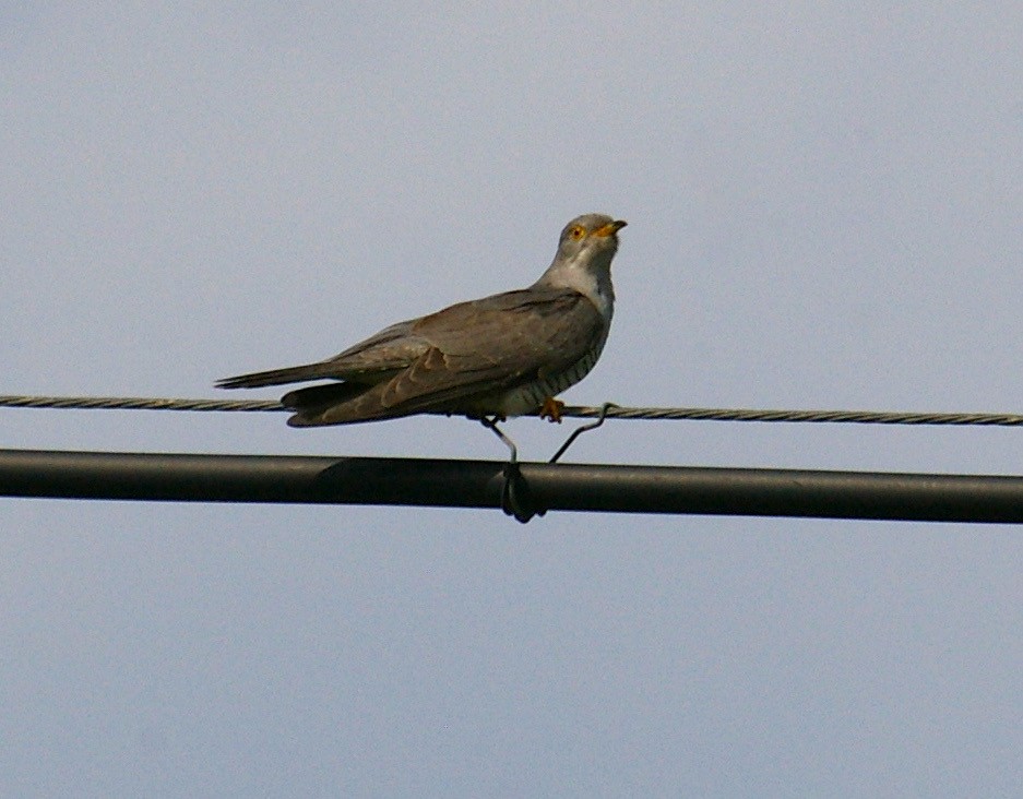 Common Cuckoo - ML337168751