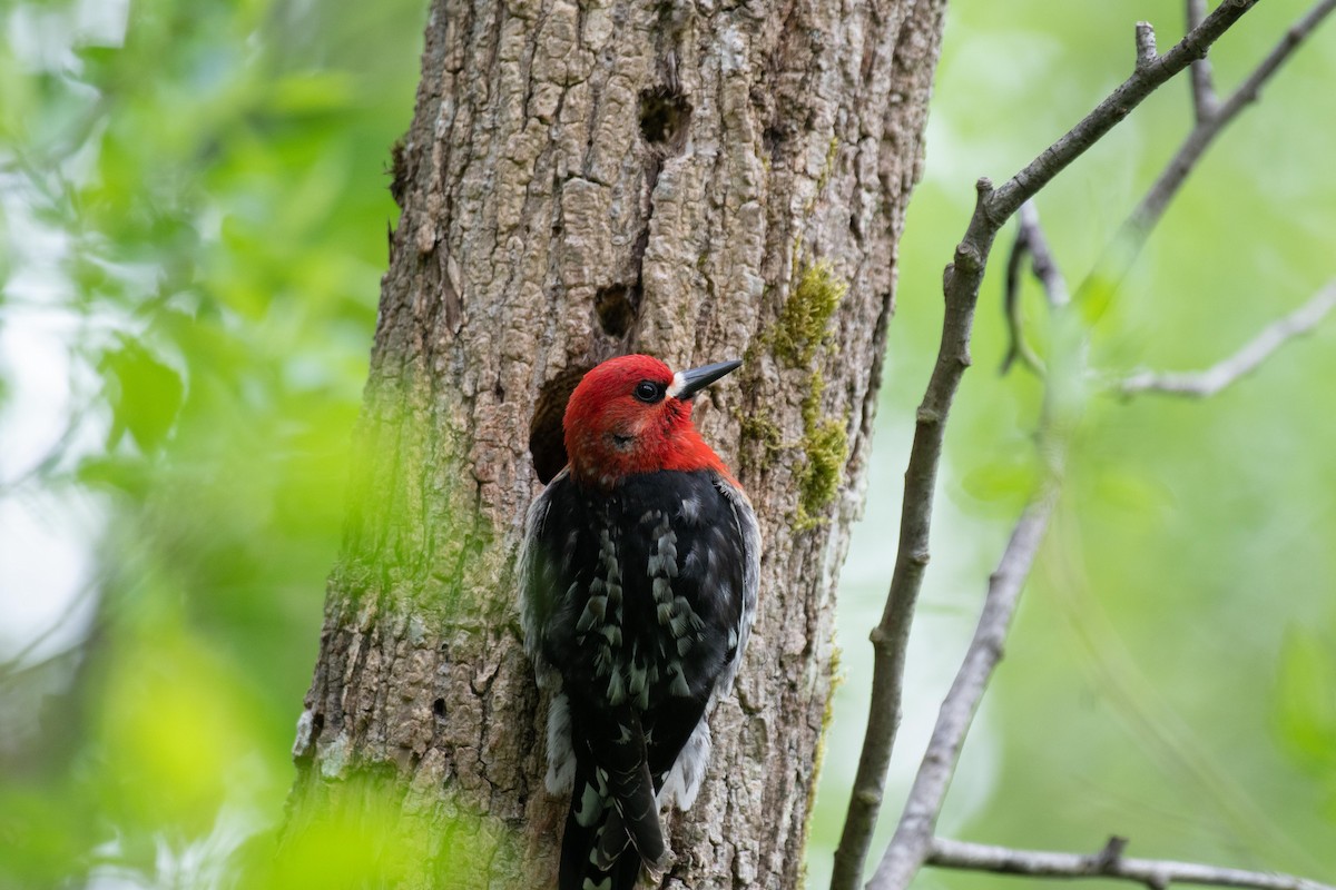 Red-breasted Sapsucker - ML337171581