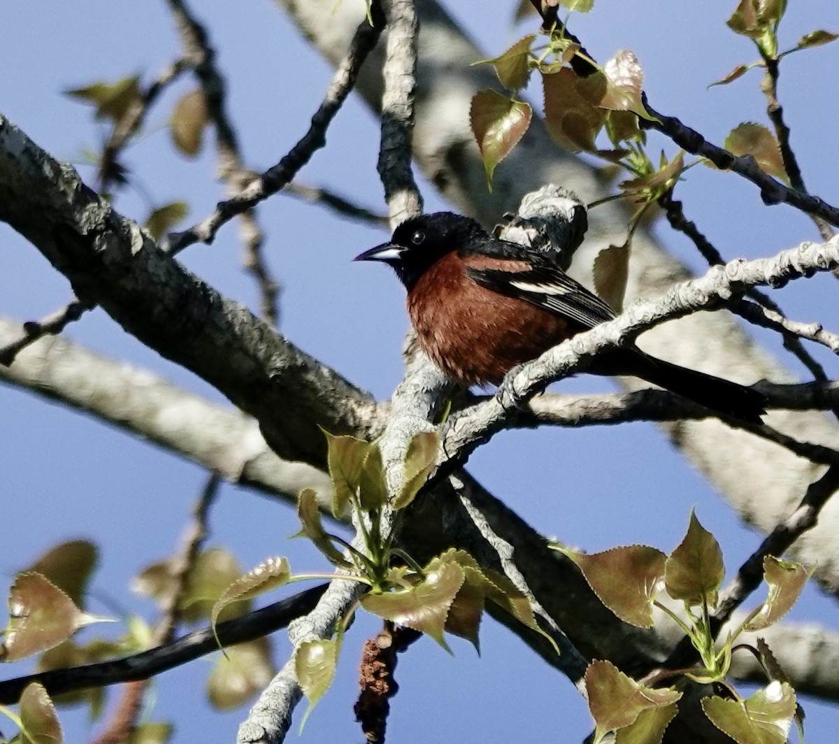 Orchard Oriole - ML337174001