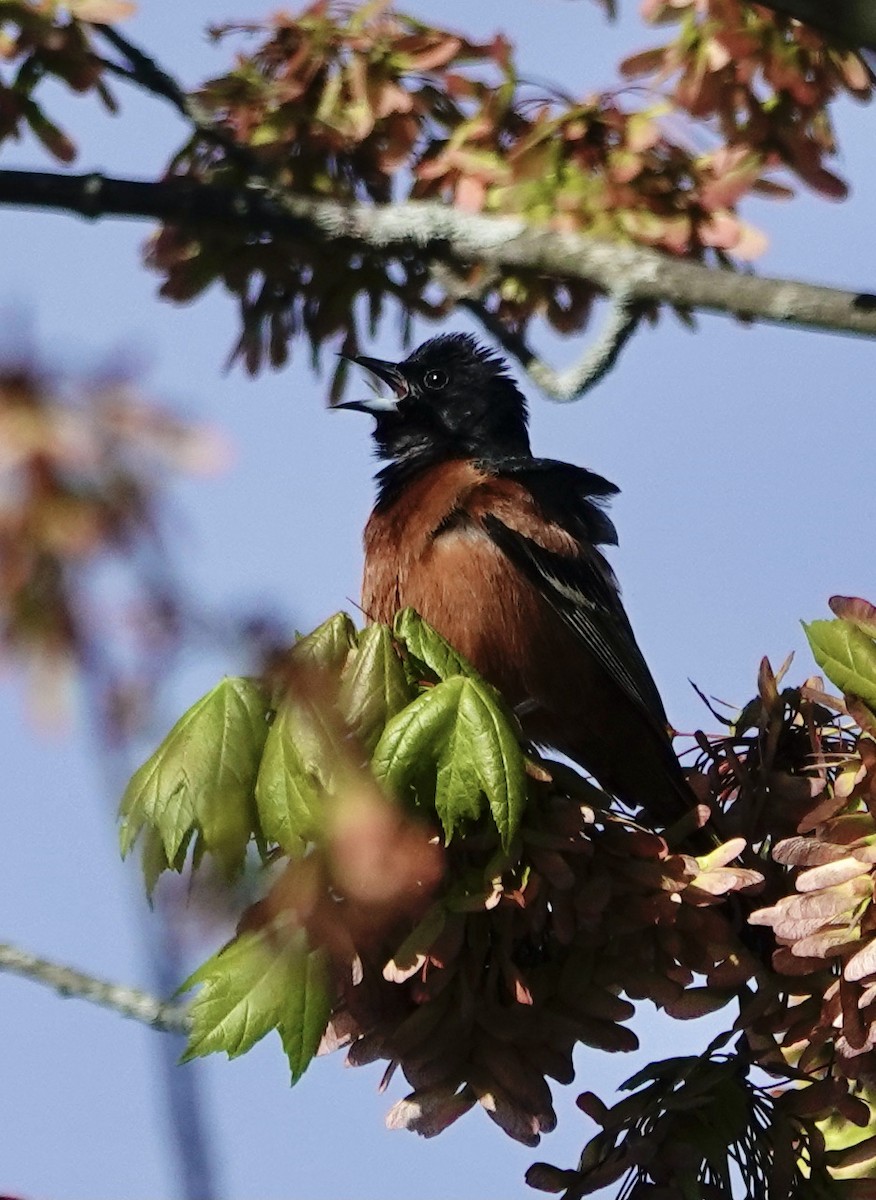 Orchard Oriole - ML337174321