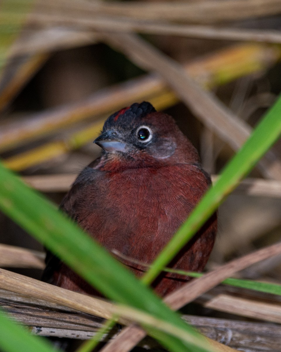 Red-crested Finch - ML337174531