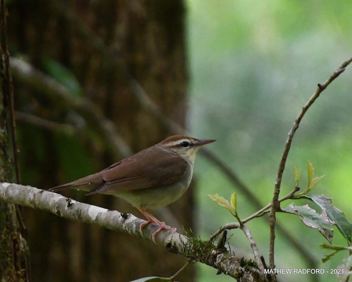 Ebird Checklist May Smithgall Woods Sp Species