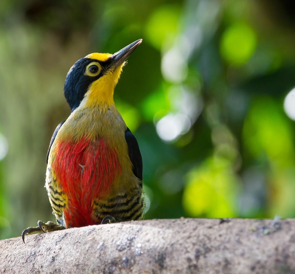 Yellow-fronted Woodpecker - ML337177371
