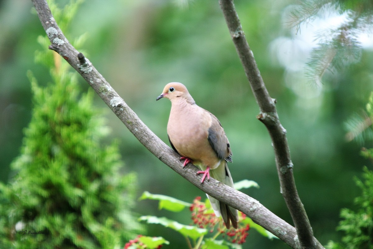 Mourning Dove - Suzanne Bisaillon