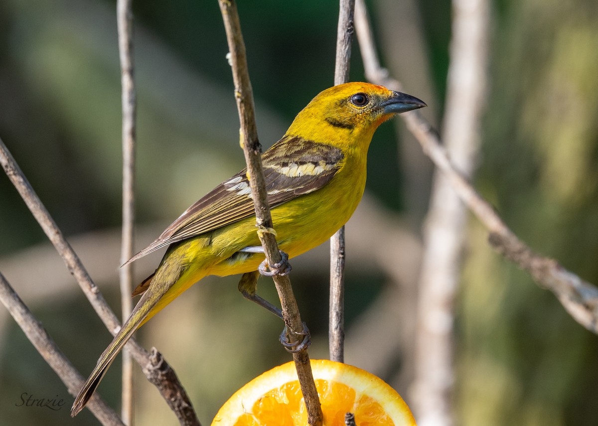 Flame-colored Tanager - ML337180361