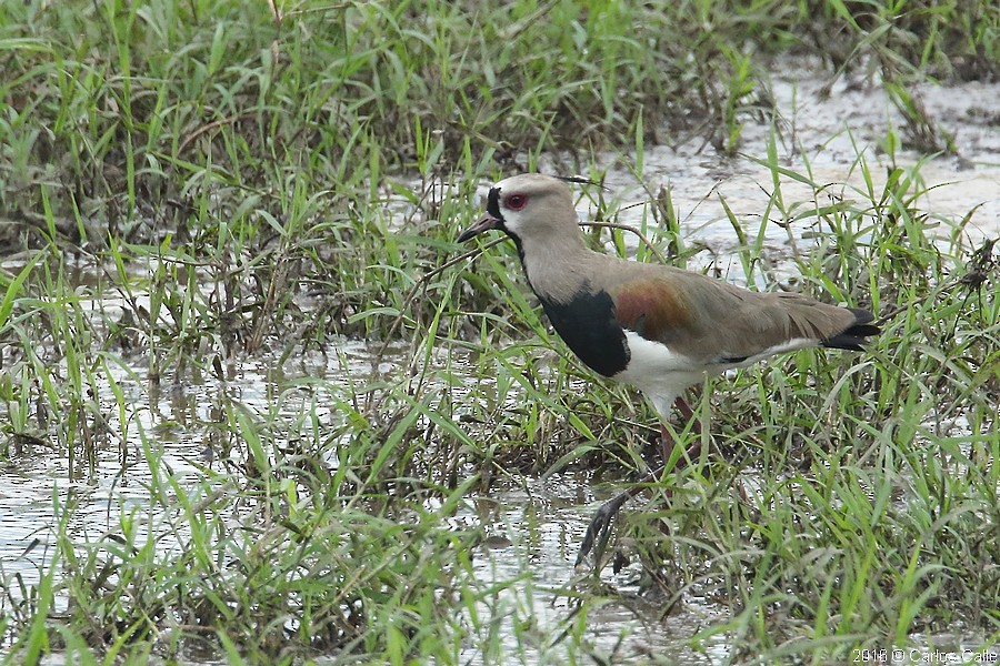 Southern Lapwing - Carlos Calle Quispe