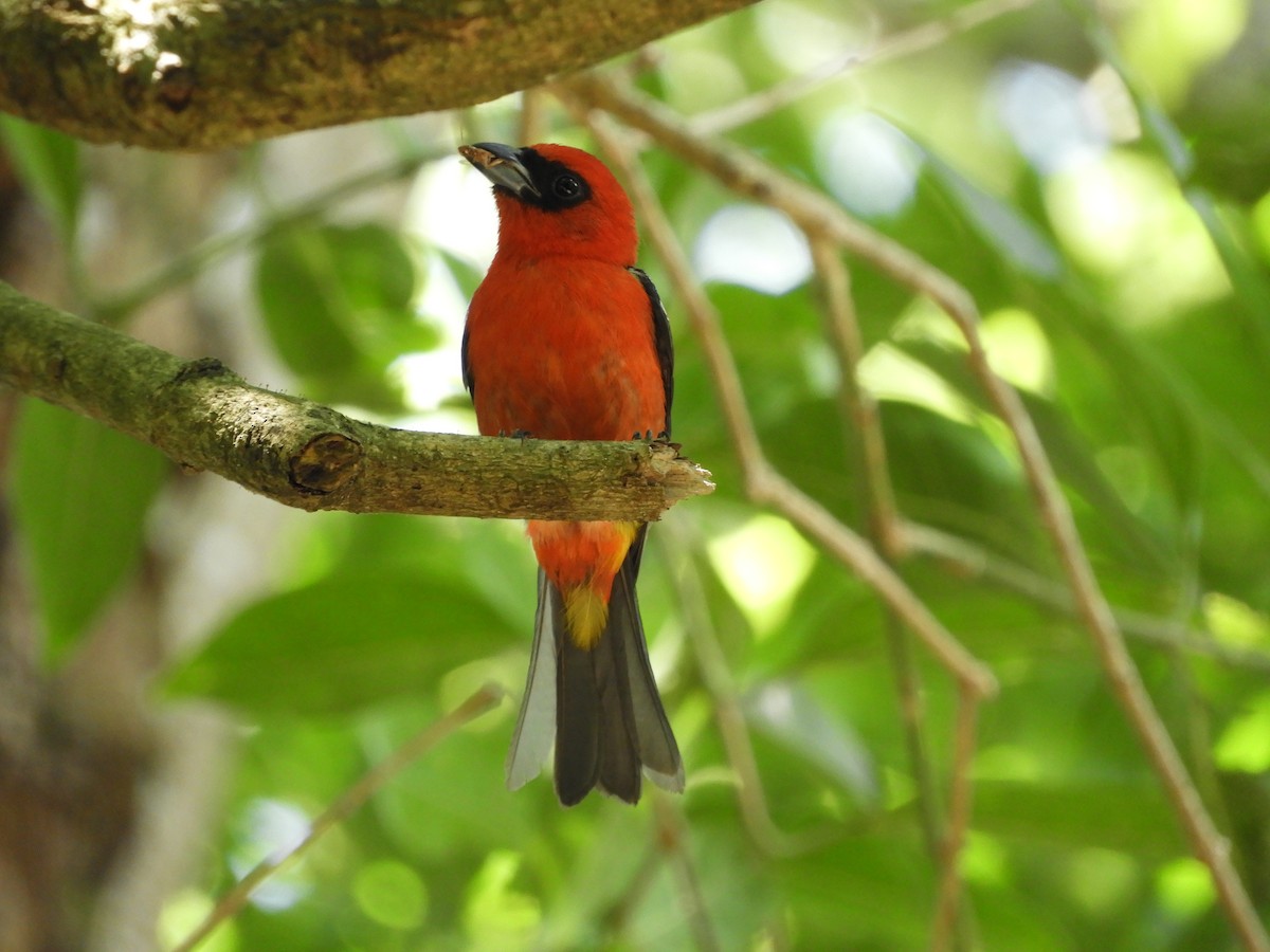 White-winged Tanager - ML337183521
