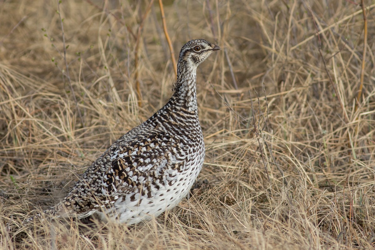 Sharp-tailed Grouse - Evan Griffis