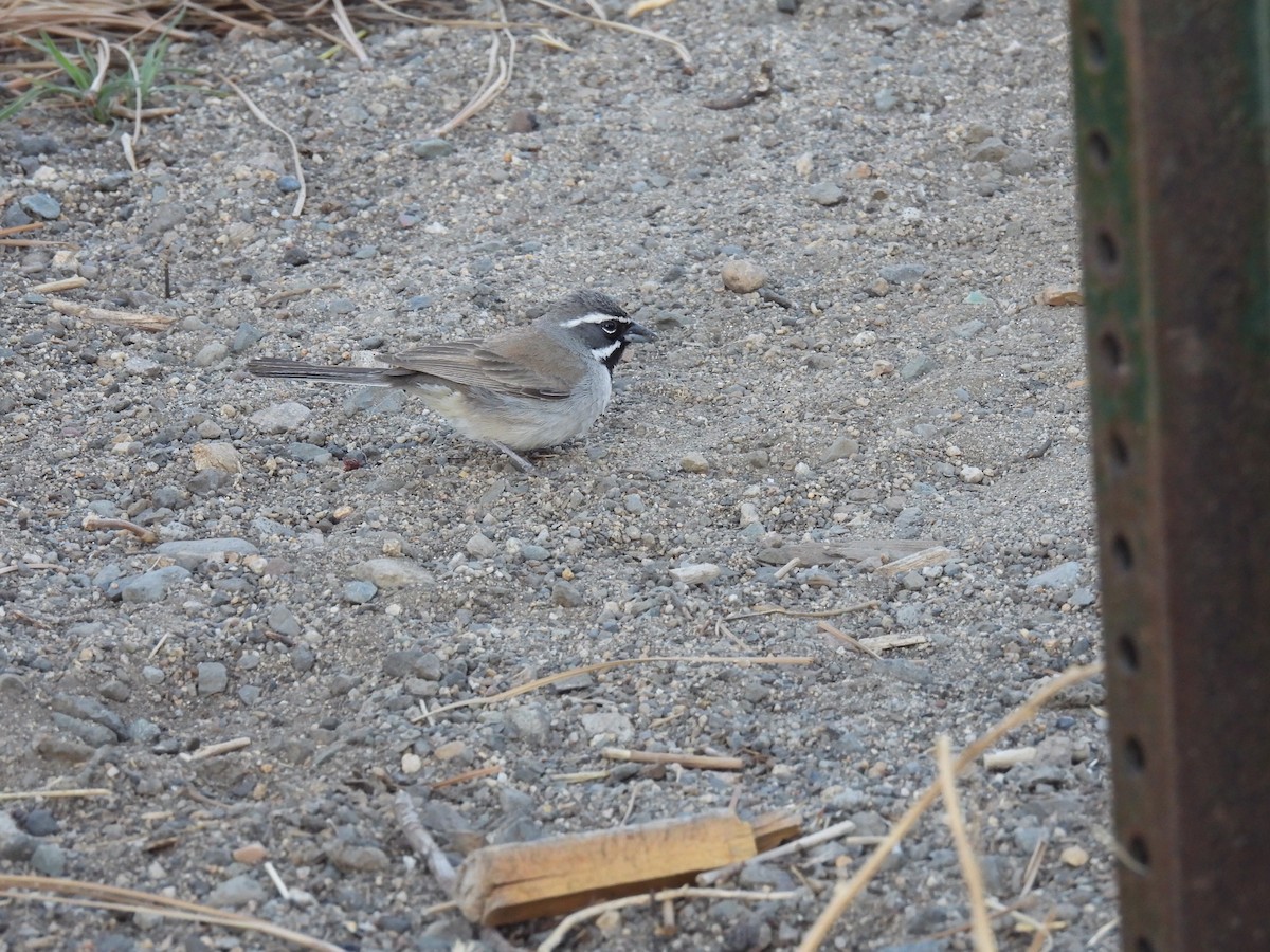 Black-throated Sparrow - ML337191471