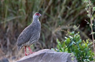  - Harwood's Spurfowl