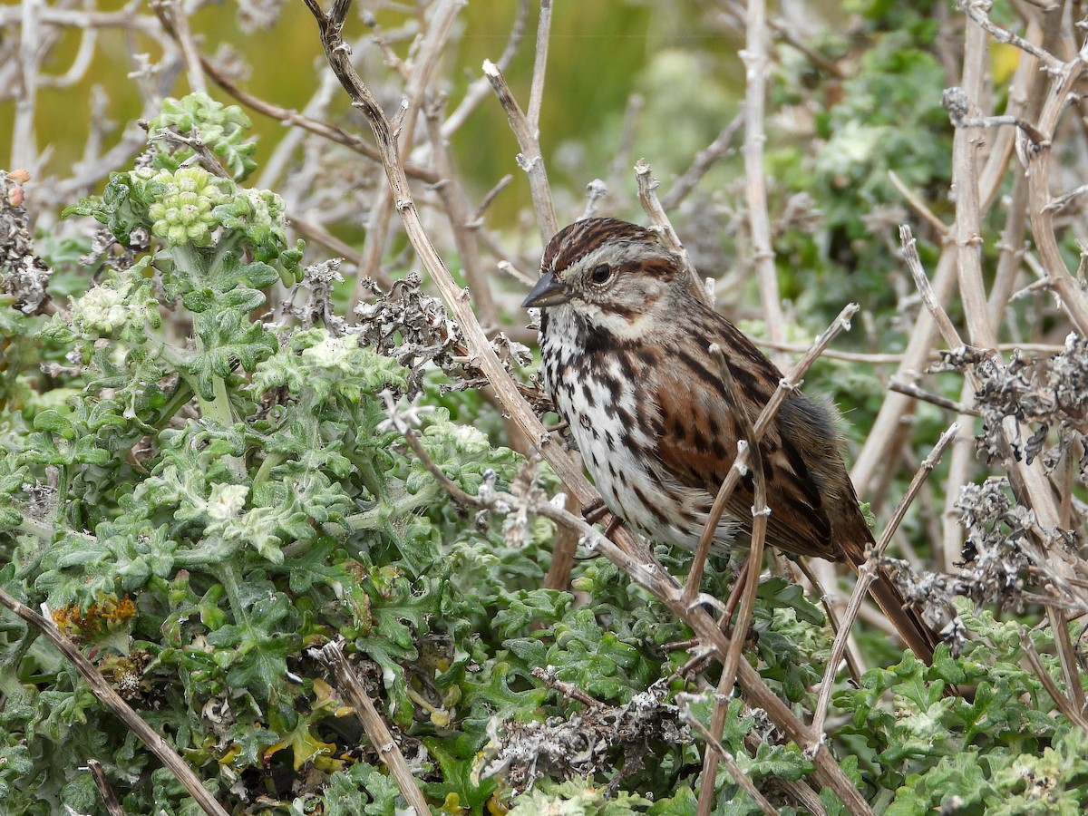Song Sparrow - James Maley