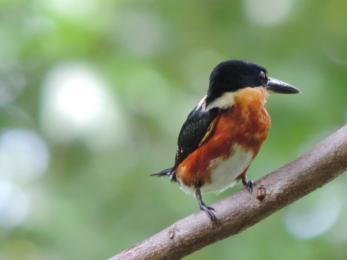 American Pygmy Kingfisher - Javier Santos V