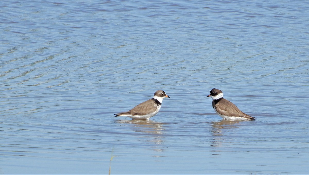 Semipalmated Plover - ML337205611