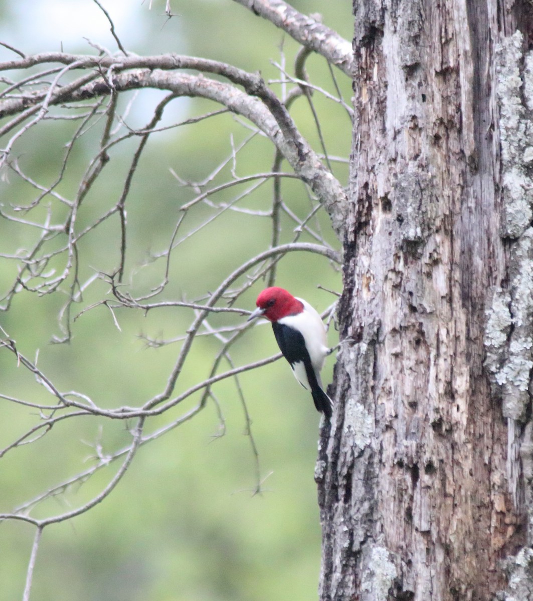 Red-headed Woodpecker - ML337209381