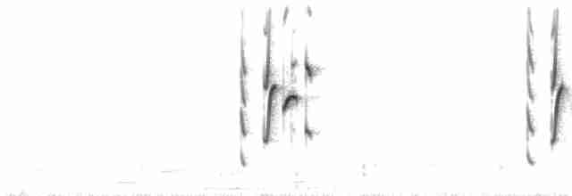 hvitbrynkrattskvett (leucoptera gr.) - ML33721071