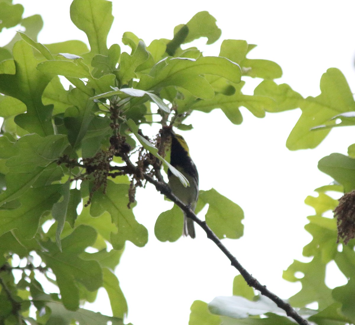Black-throated Green Warbler - ML337213621