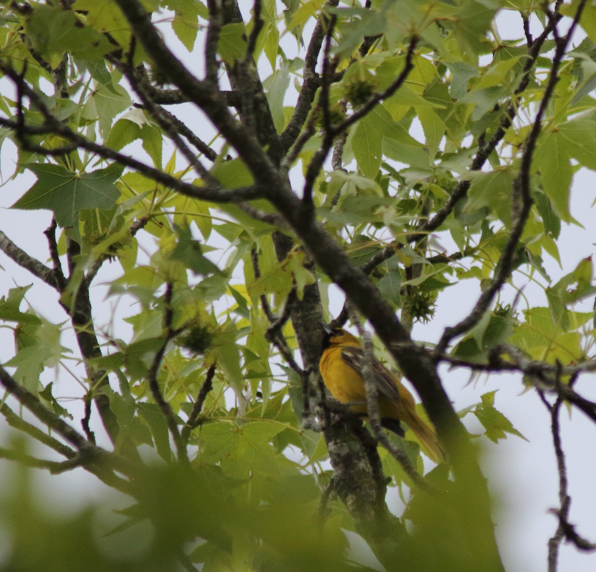 Orchard Oriole - ML337214501