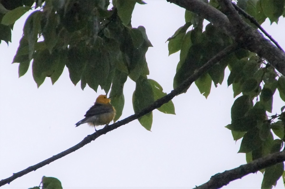Prothonotary Warbler - ML337217211