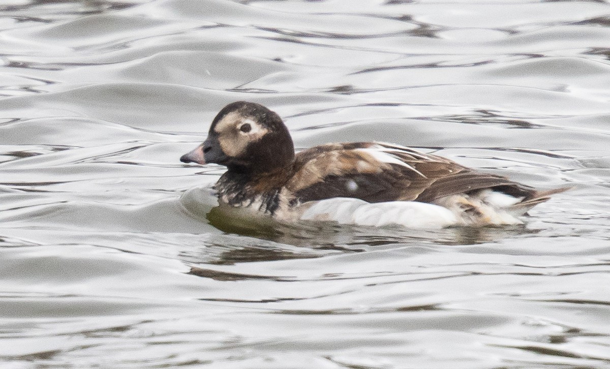 Long-tailed Duck - ML337225861