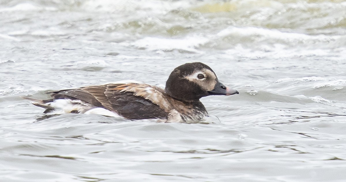 Long-tailed Duck - ML337225931