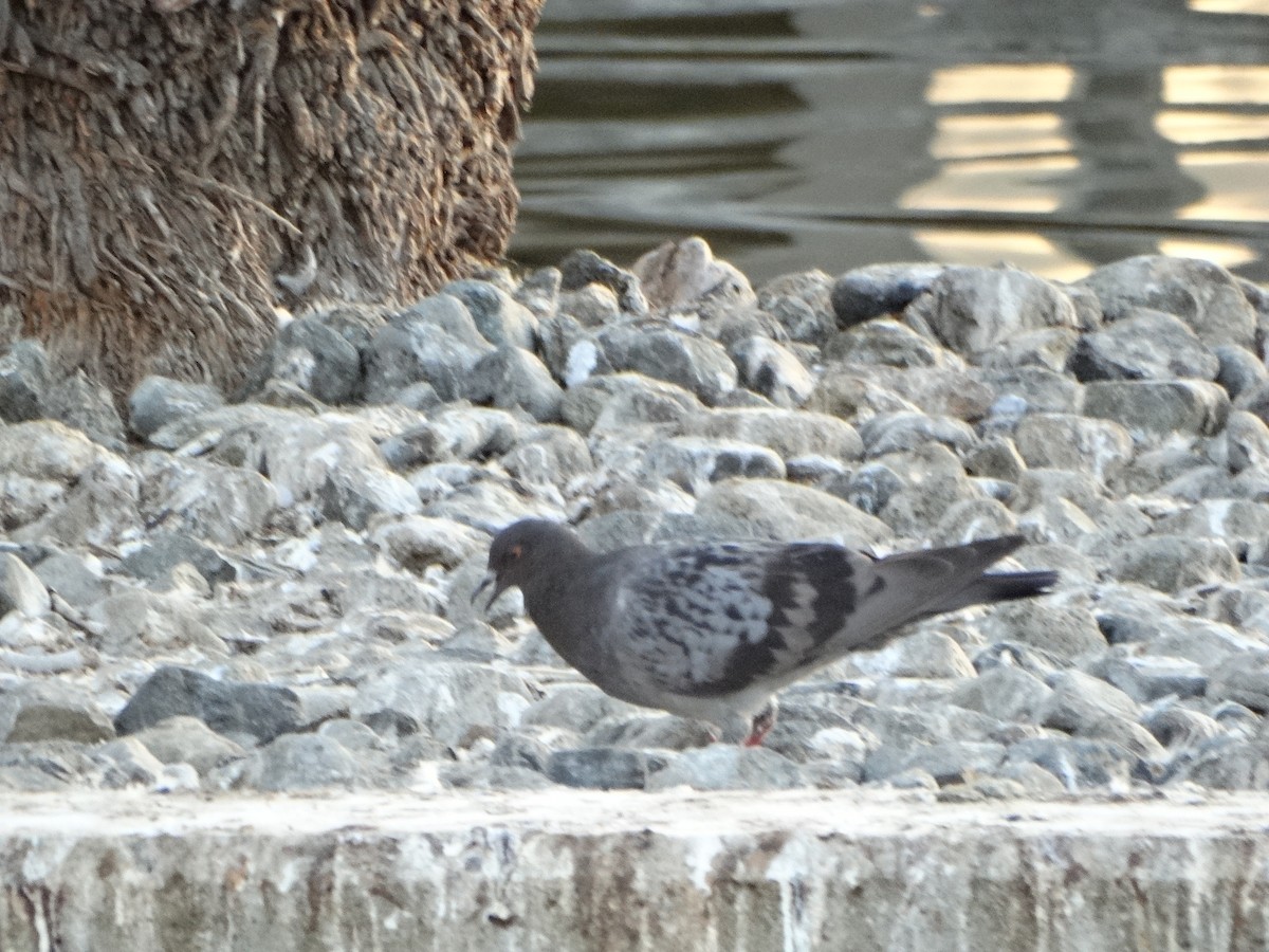 Rock Pigeon (Feral Pigeon) - ML33723001