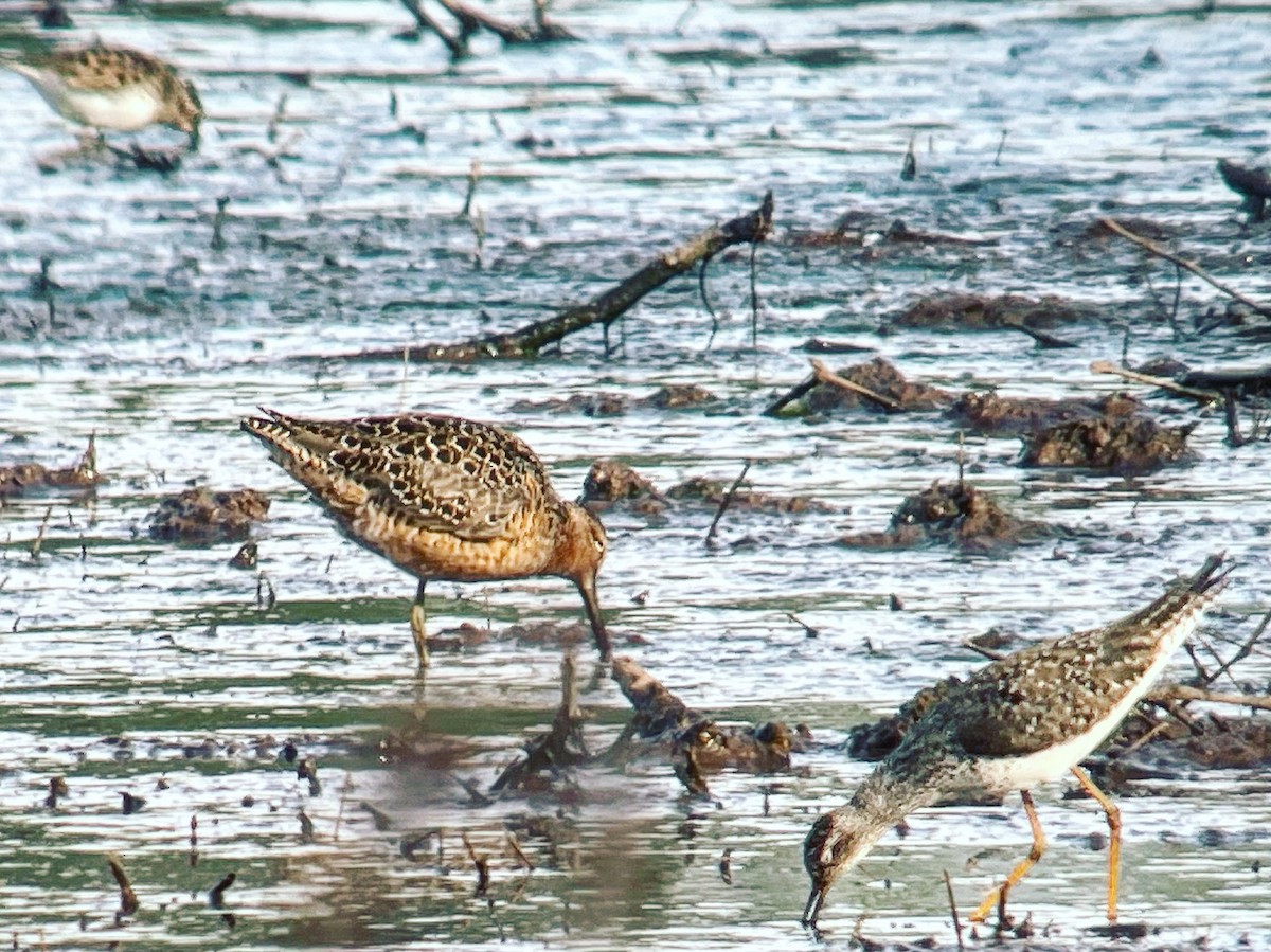Long-billed Dowitcher - ML337232741