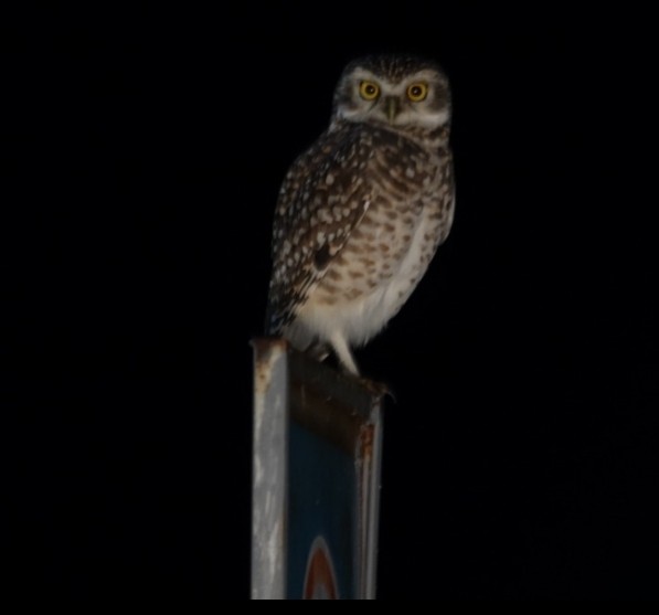 Burrowing Owl - ML337239811