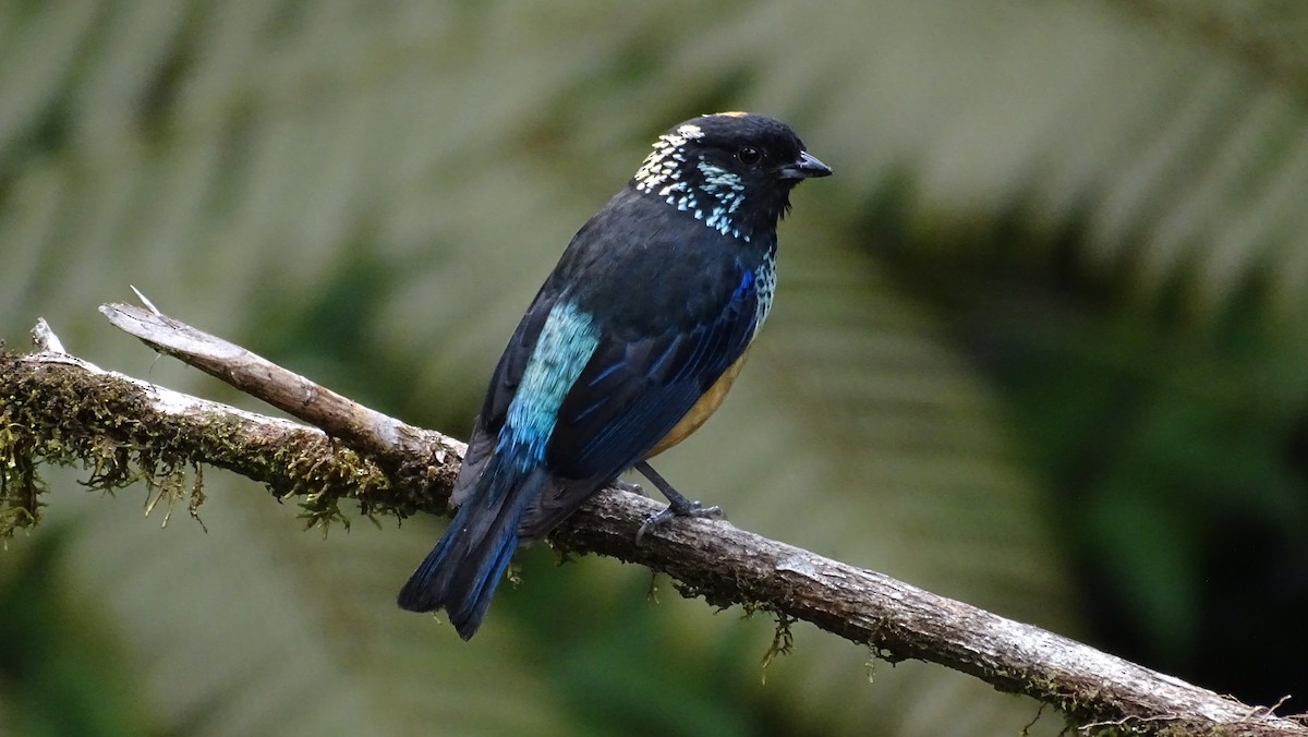 Spangle-cheeked Tanager - ML337240401