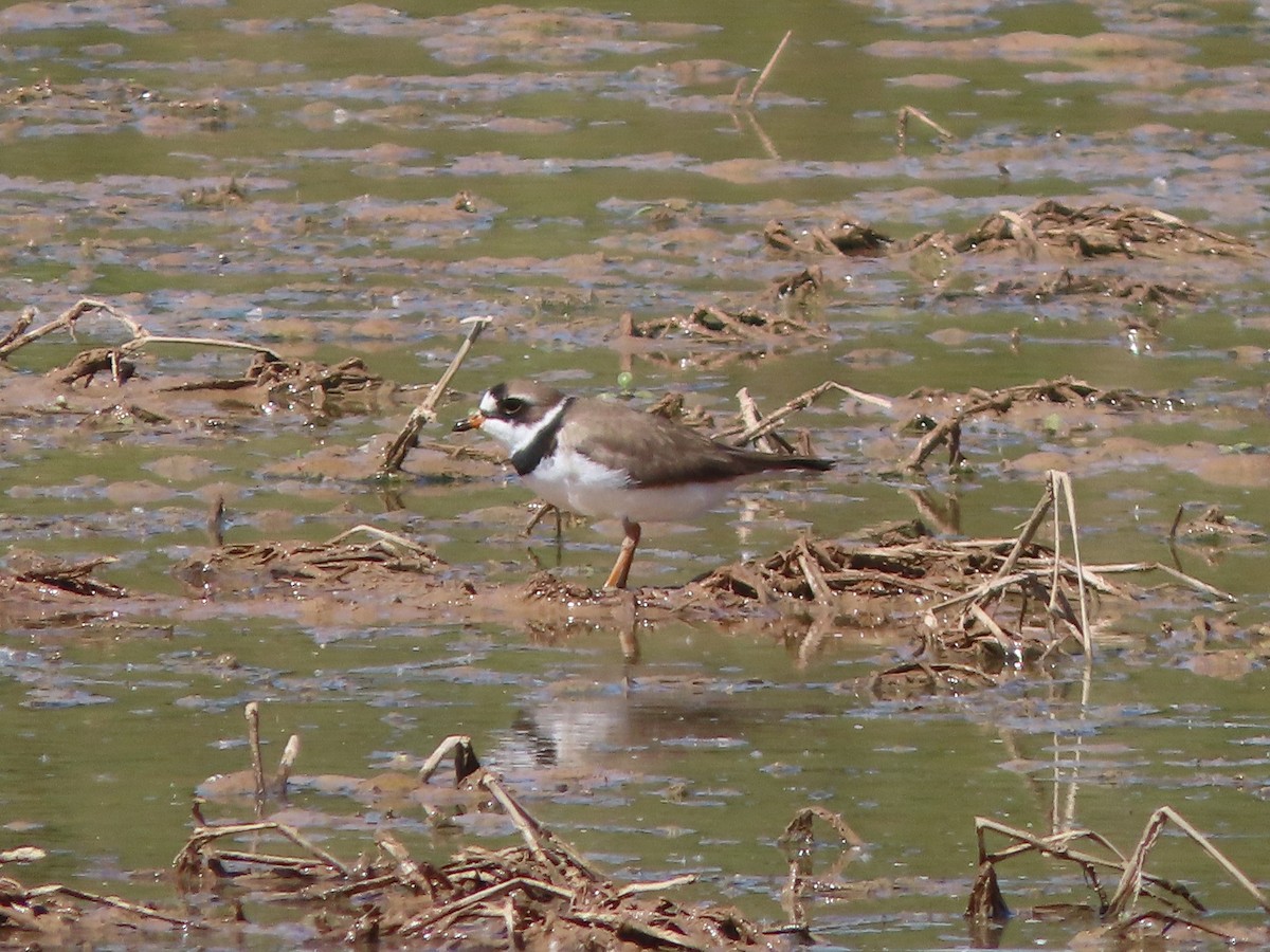 Semipalmated Plover - Adrian Smith