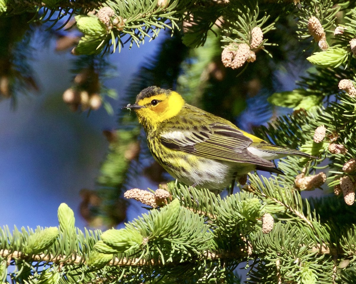 Cape May Warbler - ML337245831