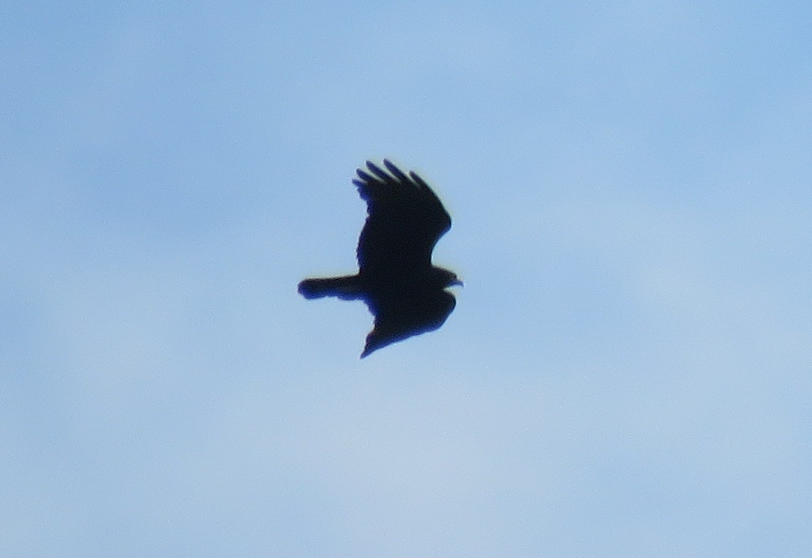 Zone-tailed Hawk - ML33724631