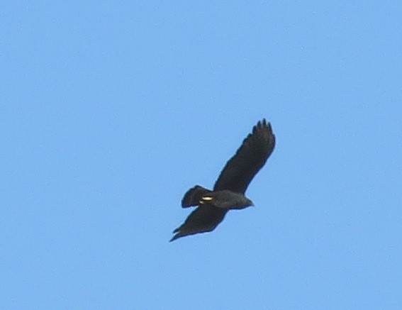 Zone-tailed Hawk - Fernando Angulo - CORBIDI