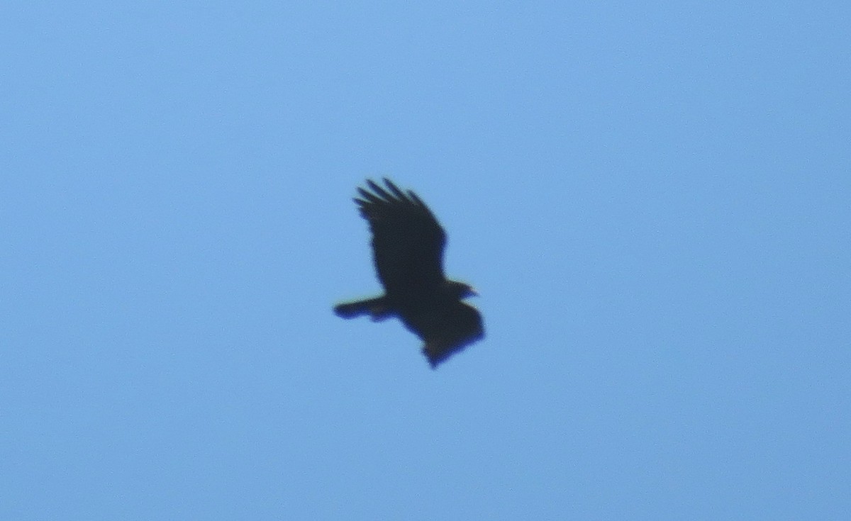 Zone-tailed Hawk - ML33724651