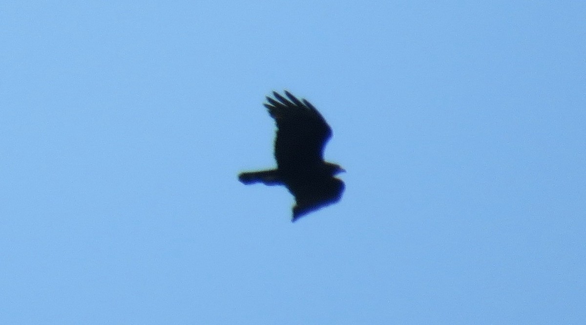 Zone-tailed Hawk - ML33724671