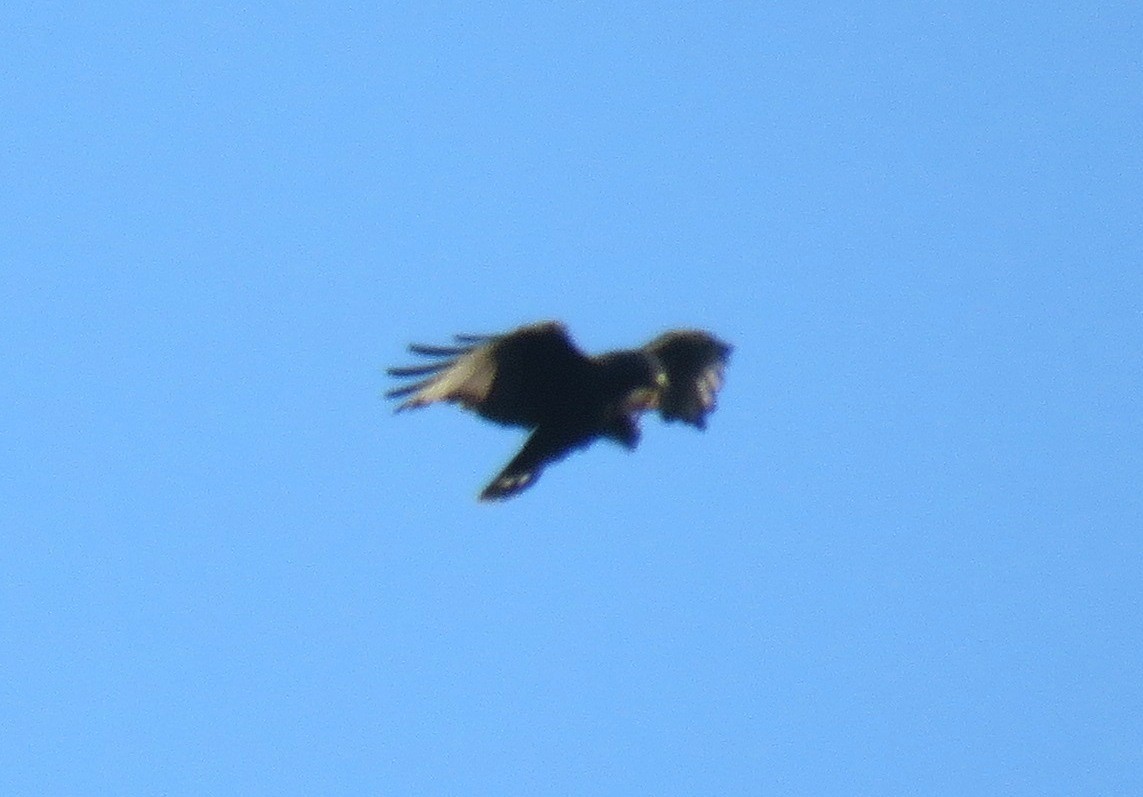 Zone-tailed Hawk - ML33724681