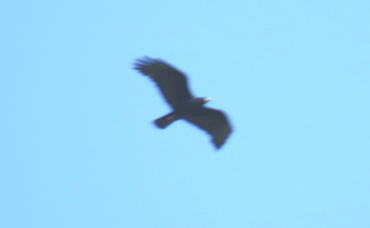 Zone-tailed Hawk - ML33724701