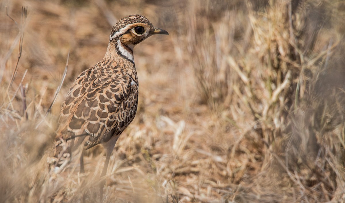 Three-banded Courser - ML33724981