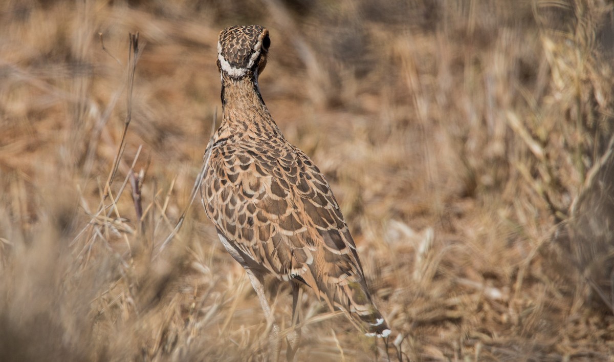 Three-banded Courser - ML33724991