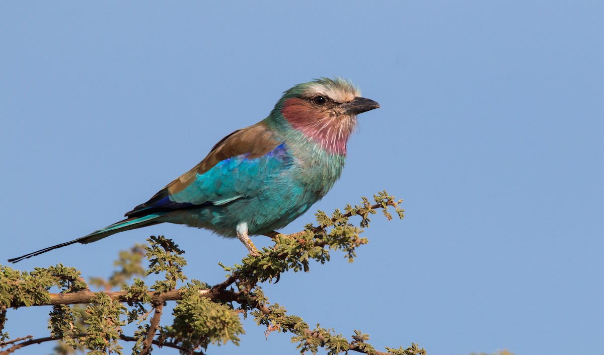 Lilac-breasted Roller - ML33725021