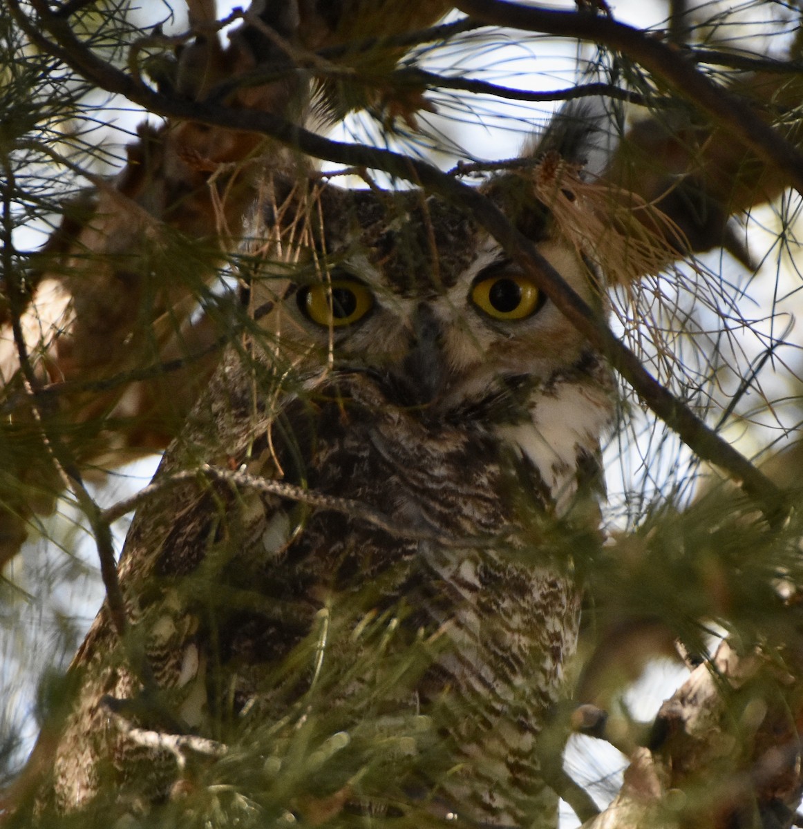Great Horned Owl - ML337253111