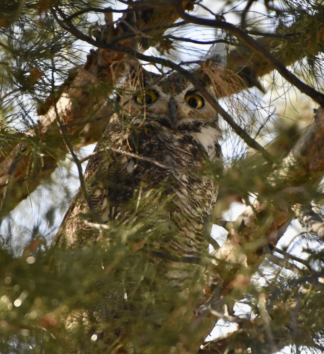 Great Horned Owl - ML337253201