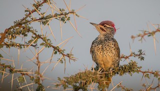  - Nubian Woodpecker